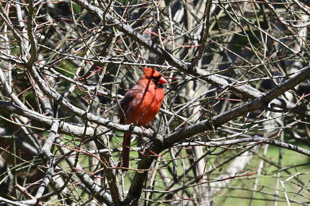 2025-04176299 Broad Meadow Brookl, MA.JPG - Northern Cardinal. Broad Meadow Brook Wildlife Sanctuary, MA, 4-17-2025
